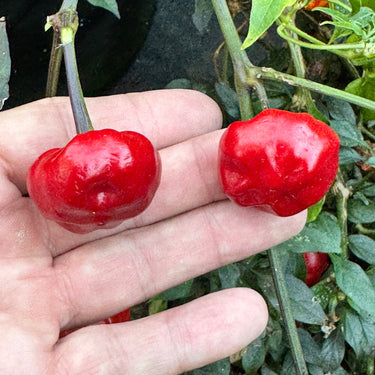 Purple Pumpkin - Seeds - The Pepper Pantry (Formerly Marie Sharp's)